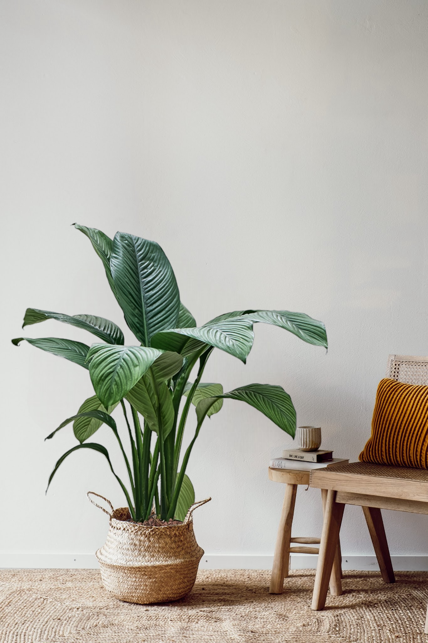 Eine große Viva tu Casa Einblatt Friedenslilie, auch Spathiphyllum genannt, liegt in einem geflochtenen Korb auf einem strukturierten Teppich vor einer schlichten weißen Wand. Daneben steht eine Holzbank mit einem gestreiften orangefarbenen Kissen und einem kleinen Stapel Bücher, die eine gemütliche und ruhige Innenatmosphäre schaffen.