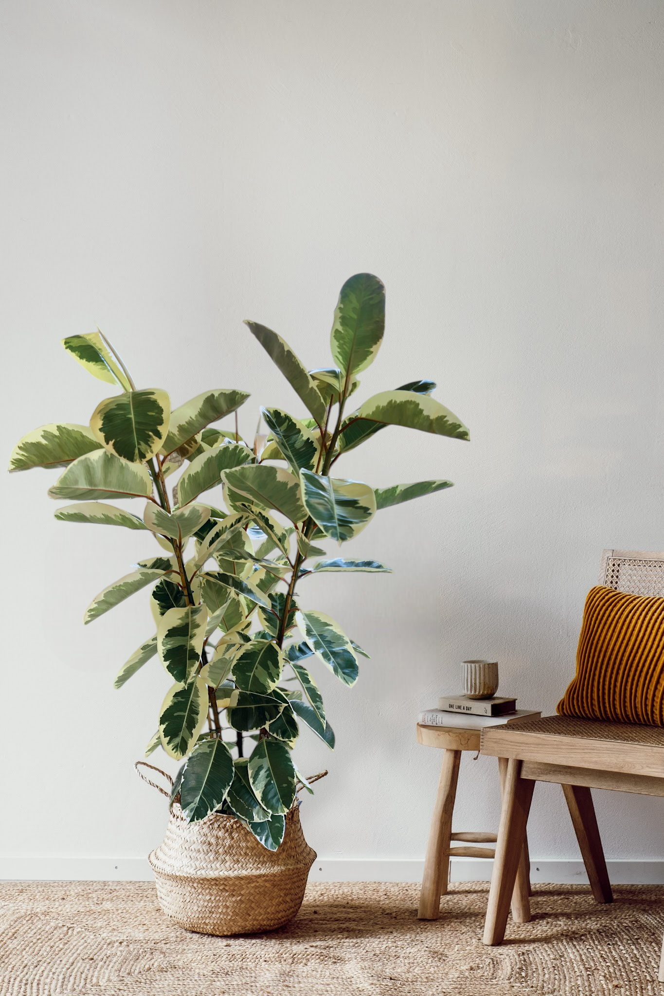 Ein massiver Ficus Elastica Tineke von Viva tu Casa mit breiten grünen Blättern steht in einem geflochtenen Korb auf einem Juteteppich. Daneben steht eine Holzbank mit einem orangefarbenen Kissen und einem kleinen Stapel Bücher neben einer Tasse. Diese ruhige Umgebung fängt die Essenz von Zimmerpflanzen Pflege vor dem Hintergrund einer schlichten weißen Wand perfekt ein.