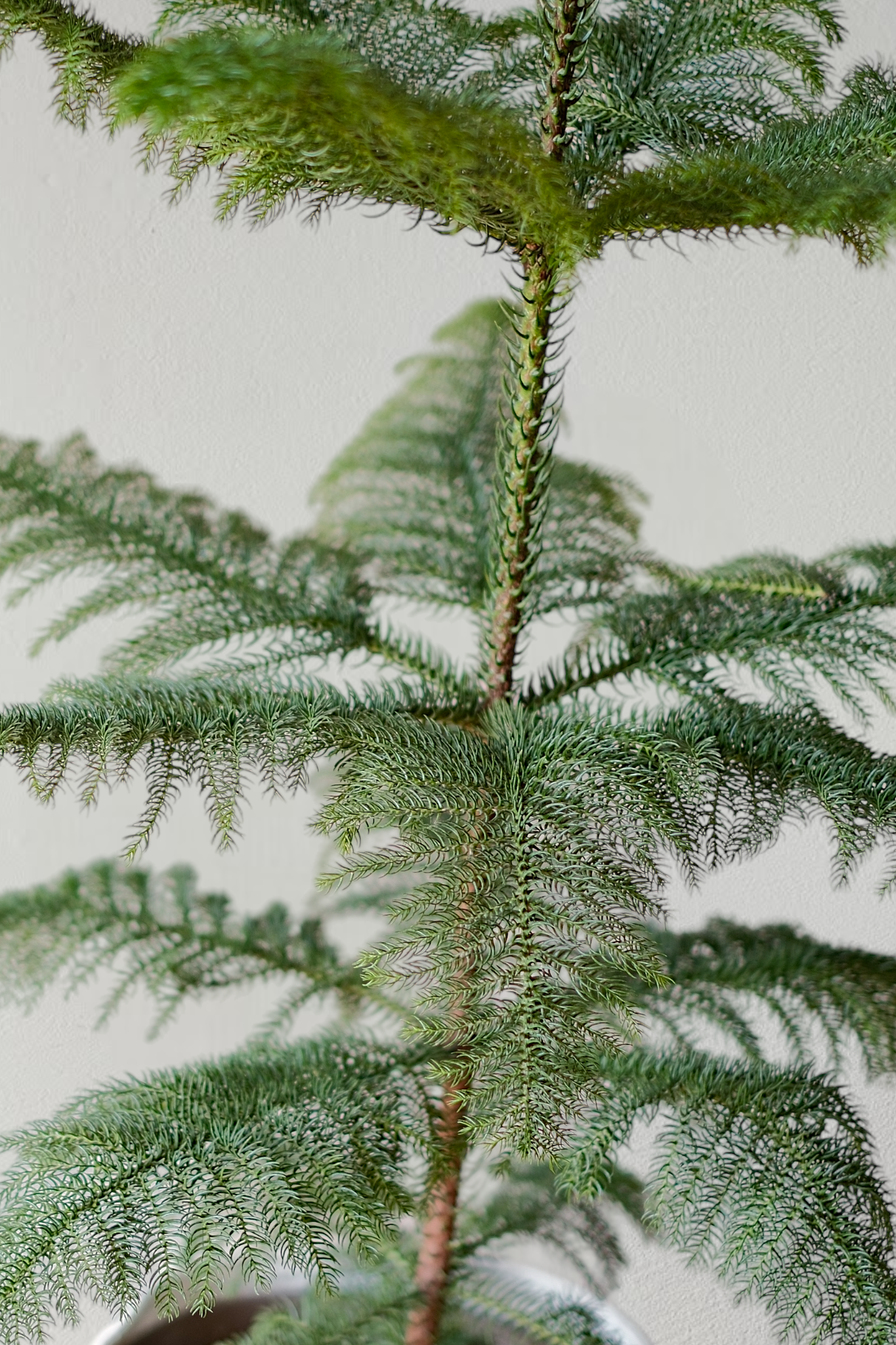 fir tree - long-lasting houseplant