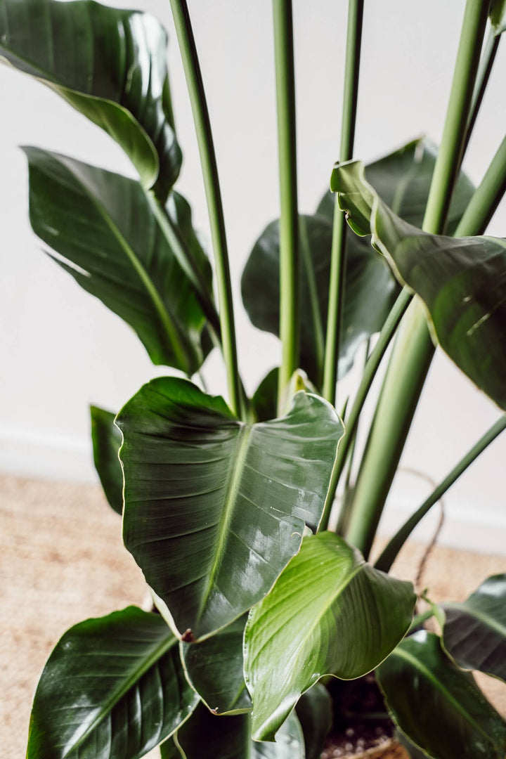 Strelitzia Nicolai - M plant