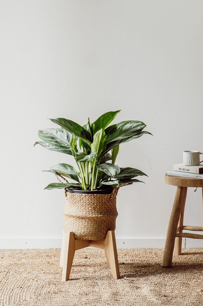 Eine lebendige Aglaonema Silver Bay - Büropflanze von Viva tu Casa wird in einem geflochtenen Korb auf einem hölzernen Pflanzenständer präsentiert und gedeiht an ihrem halbschattigeren Ort. Sie ruht auf einem gewebten Teppich neben einem kleinen Holzhocker, auf dem ein Stapel Bücher und eine Kerze stehen, vor einer schlichten weißen Wand.