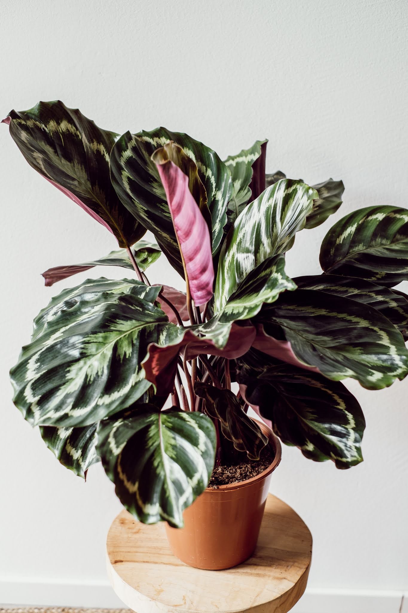 Calathea Medaillon - Pflegeleichte Pflanze