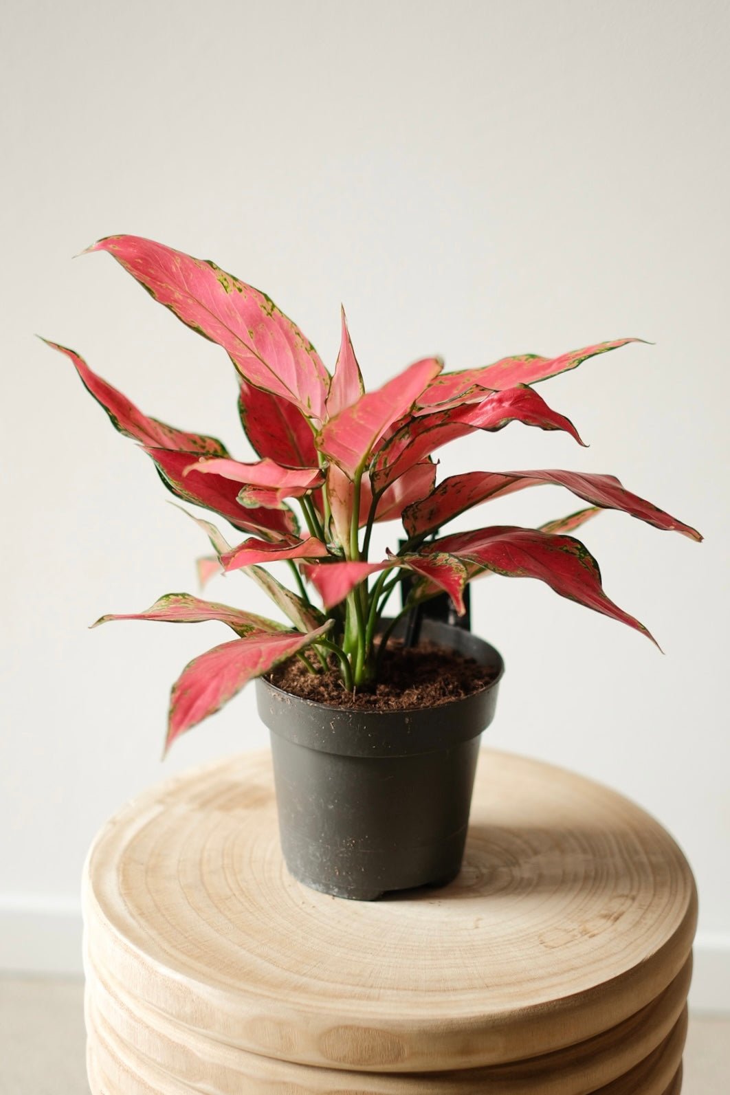 Ein Aglaonema Cherry Baby von Viva tu Casa mit breiten, leuchtend rosa Blättern steht auf einem Holzhocker. Die Grüntöne an den Rändern und Adern heben sich wunderschön von der schlichten, hellen Wand ab.