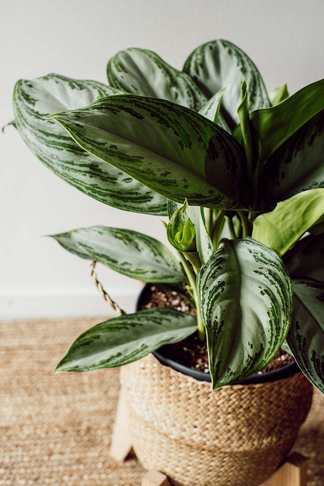 Aglaonema Silver Bay