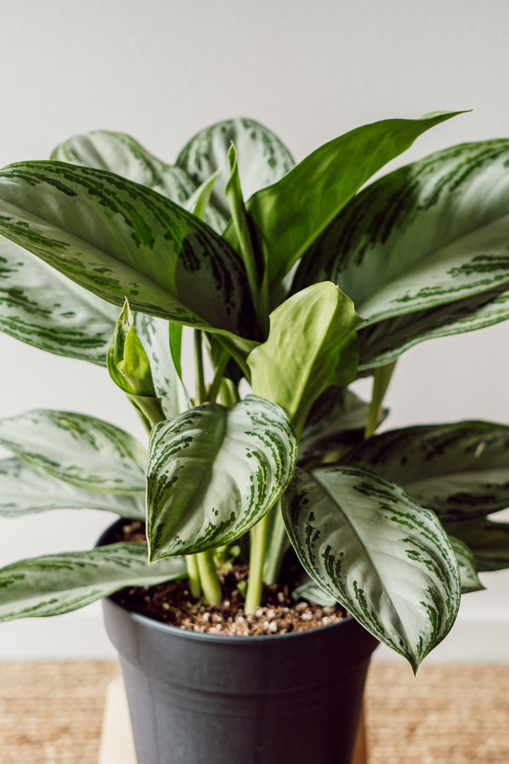 Aglaonema Silver Bay