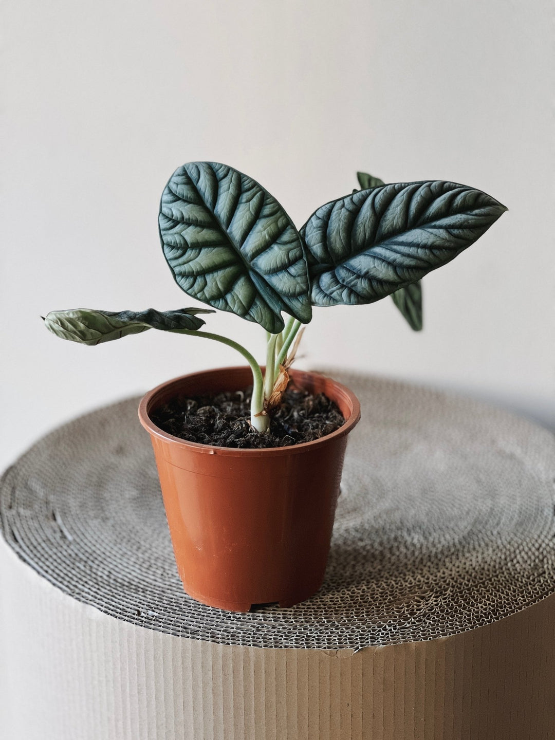 Ein kleiner Topf Alocasia Silver Dragon von Viva tu Casa ruht auf einer strukturierten Oberfläche. Diese exotische Pflanze mit ihren dunkelgrünen, großen geäderten Blättern gedeiht in einem braunen Plastiktopf. Ein sanft beleuchteter neutraler Hintergrund verstärkt den Charme dieser einzigartigen giftigen Schönheit.