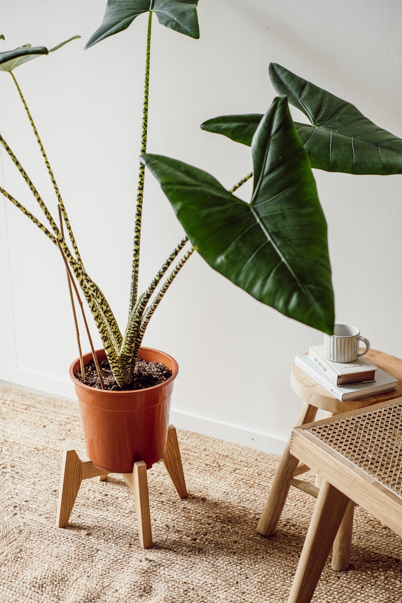 Alocasia Zebrina XXL Pflanze