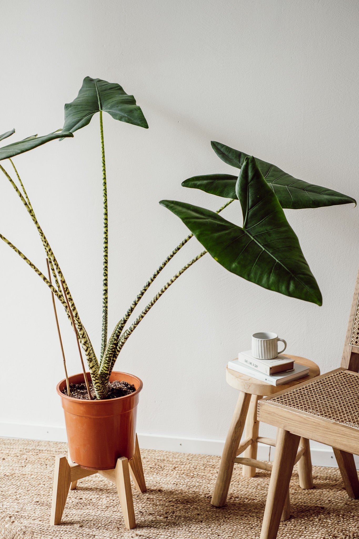 Alocasia Zebrina XXL Pflanze