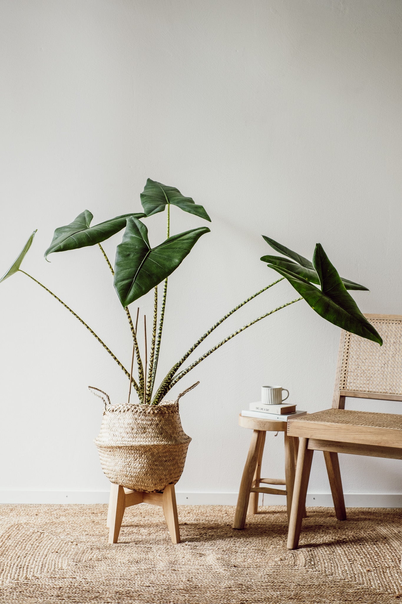 Alocasia Zebrina XXL Pflanze