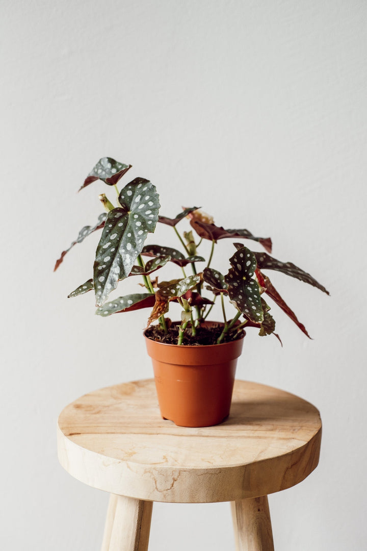 Die „Begonia Maculata – Exotische Pflanze“ von Viva tu Casa mit ihren auffälligen dunkelgrünen Blättern, die mit weißen Flecken verziert sind, ruht elegant auf einem Holzhocker vor einem schlichten hellen Hintergrund und verleiht jedem Raum mühelos Charme. Um sicherzustellen, dass sie gedeiht, ist es wichtig, die richtigen Begonie-Pflegetipps zu befolgen, einschließlich regelmäßigem Gießen.