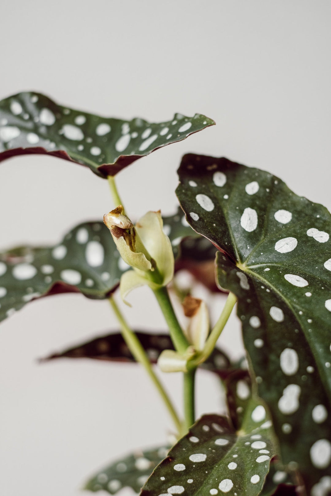 Begonia Maculata