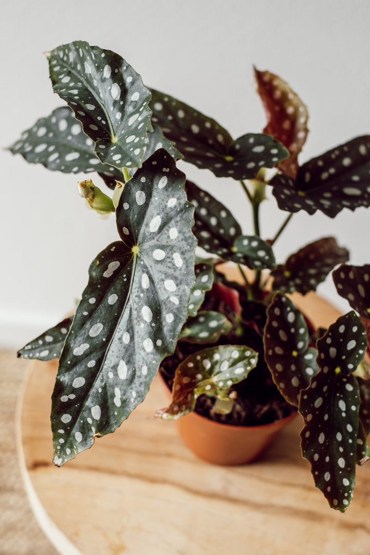 Begonia Maculata