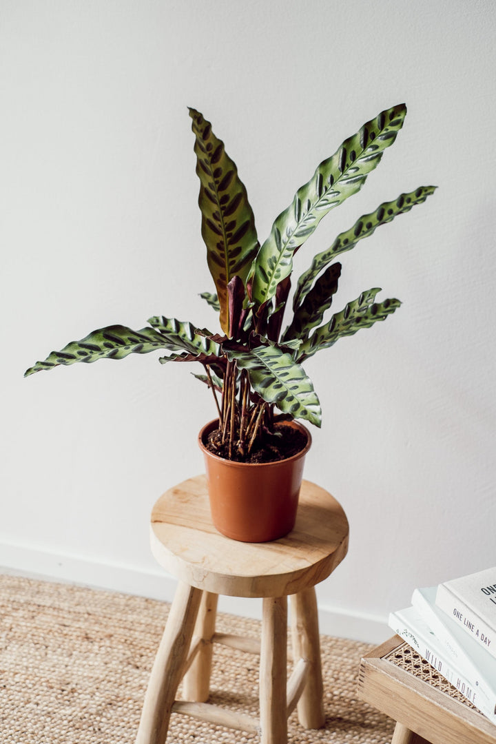 Eine Calathea Insignis, eine beliebte Zimmerpflanze von Viva tu Casa, die perfekt für einen halbschattigeren Ort ist, präsentiert ihre langen, gemusterten Blätter, während sie elegant auf einem Holzhocker ruht. Die weiße Wand dahinter und der Bücherstapel auf dem Boden verstärken die ruhige Atmosphäre.