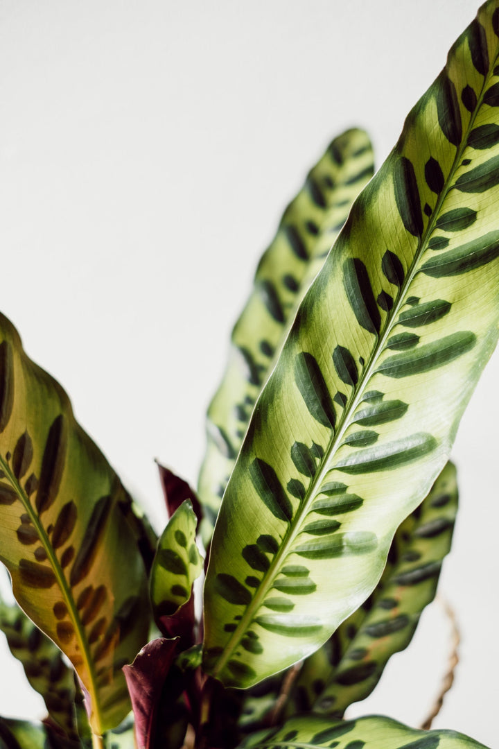 Calathea Insignis