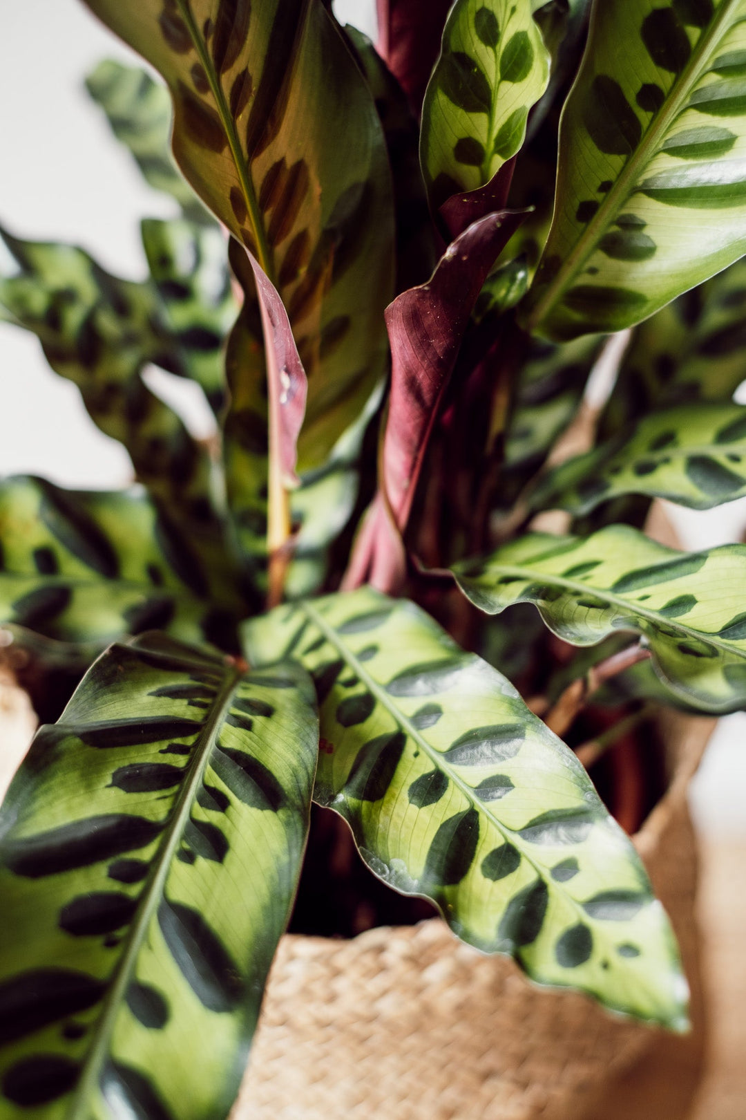 Calathea Insignis