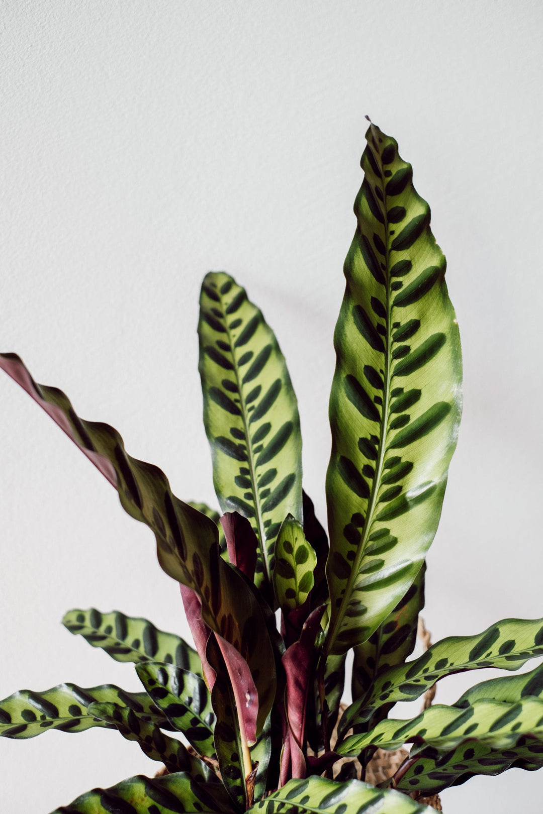 Calathea Insignis