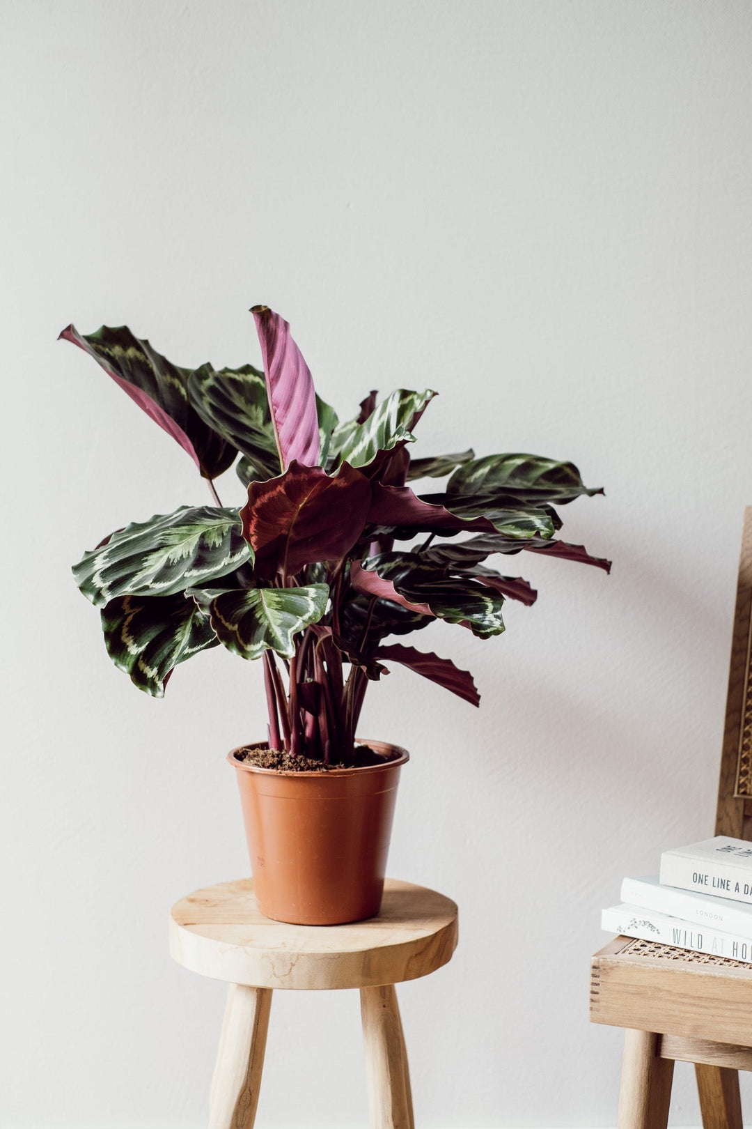 Eine Calathea Medaillon von Viva tu Casa, bekannt unter Zimmerpflanzen für ihre auffälligen grünen und violetten Blätter, sitzt elegant auf einem runden Holzhocker vor einer hellen Wand. Rechts bietet ein Stapel Bücher Pflegetipps und mehr.