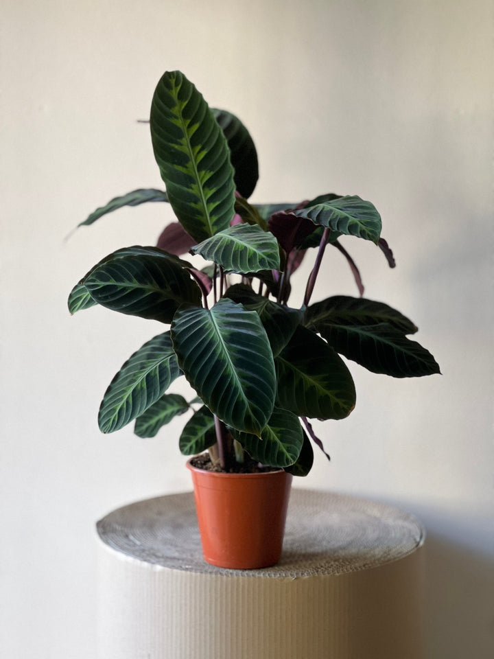 Die Calathea Warscewiczii von Viva tu Casa, eine pflegeleichte Zimmerpflanze, die für ihre dunkelgrünen Blätter mit hellgrünen Streifen und kastanienbraunen Unterseiten bekannt ist, sitzt elegant auf einem beigen zylindrischen Ständer vor einem hellgrauen Hintergrund.