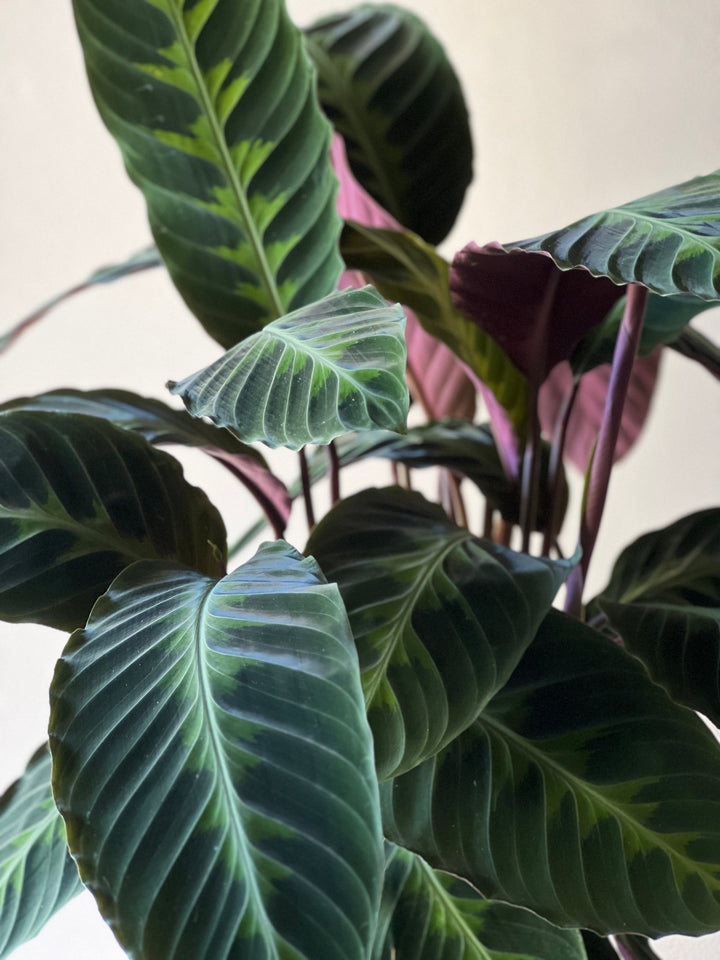 Calathea Warscewiczii