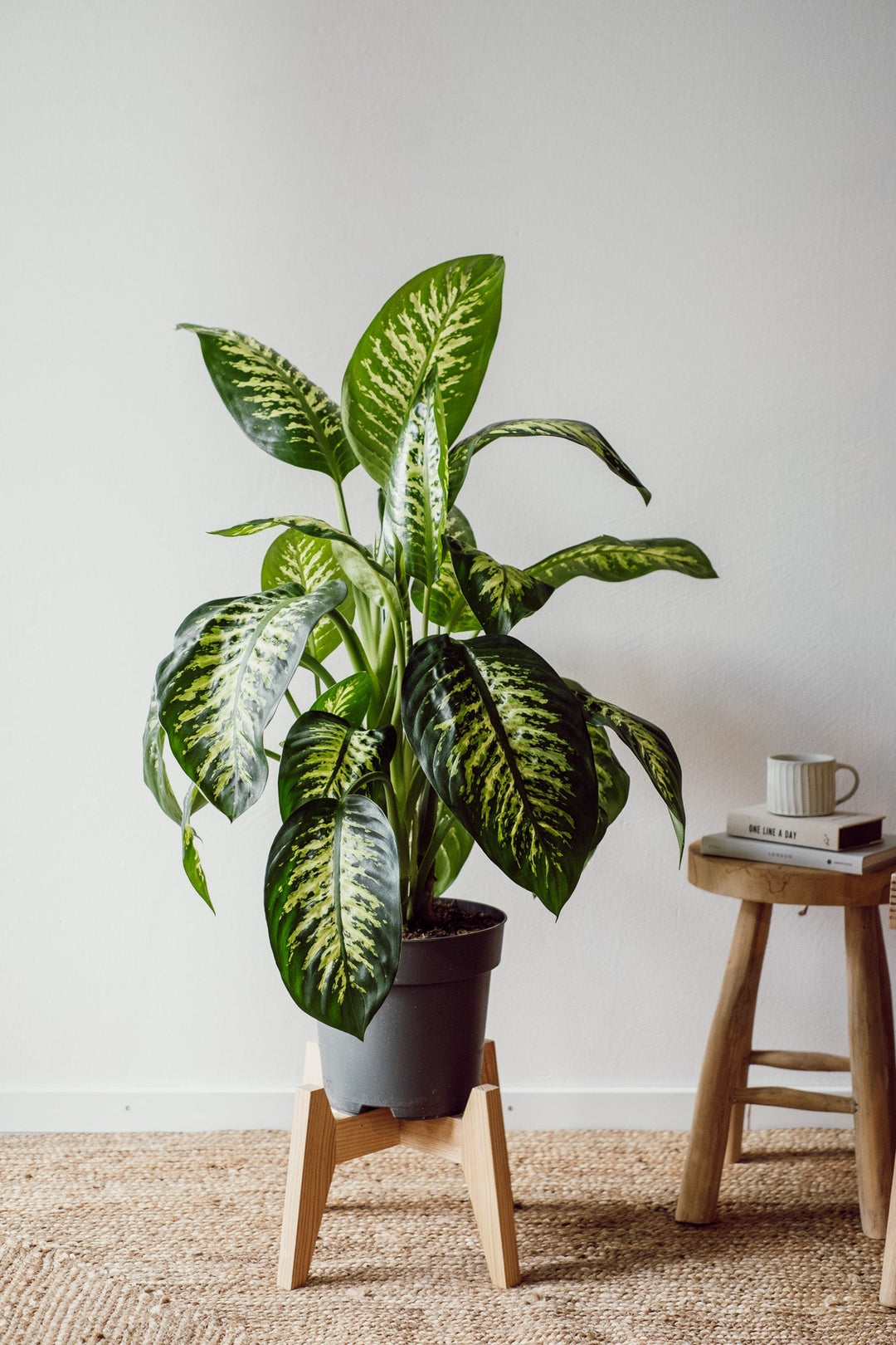 Dieffenbachia Reeva