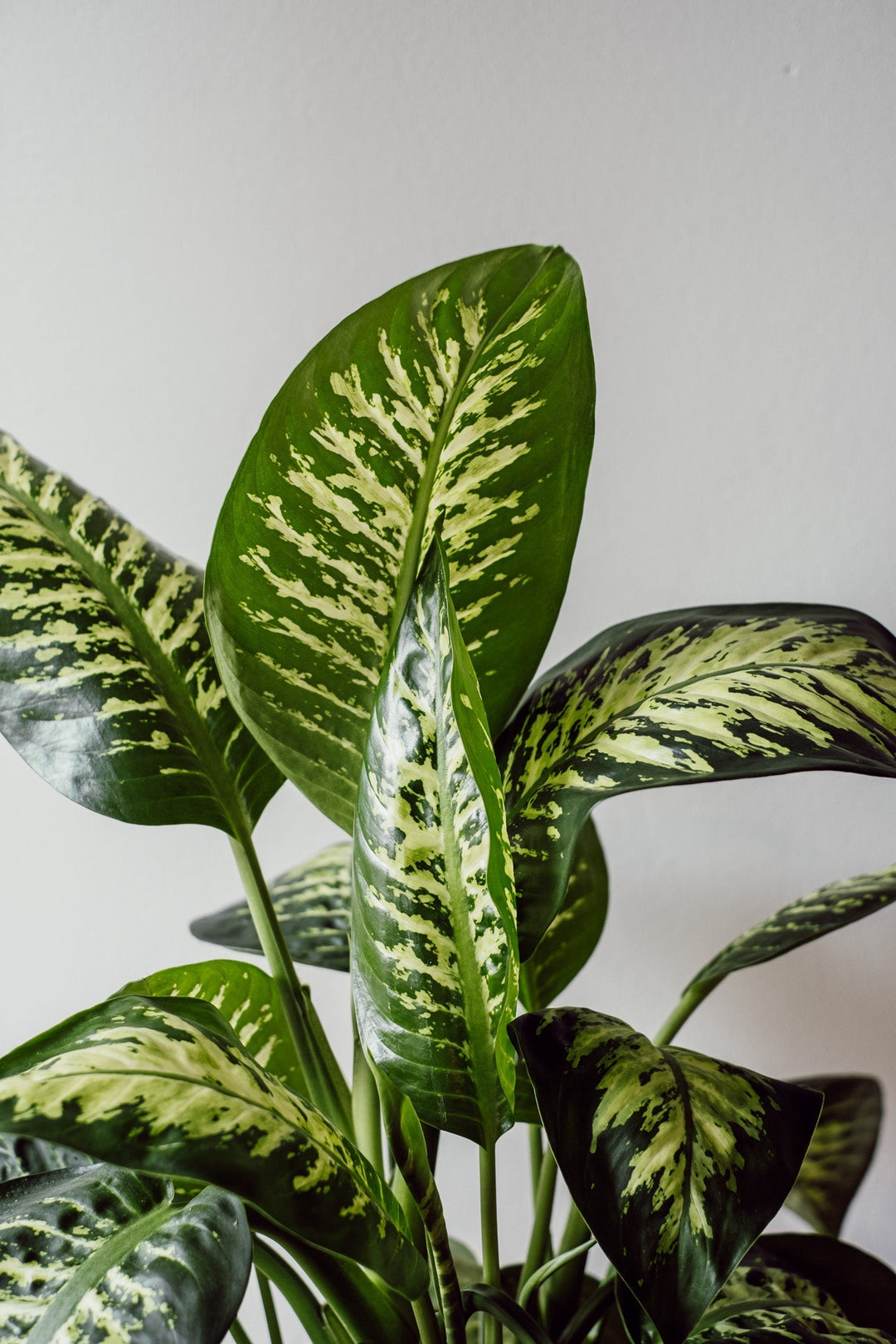 Dieffenbachia Reeva