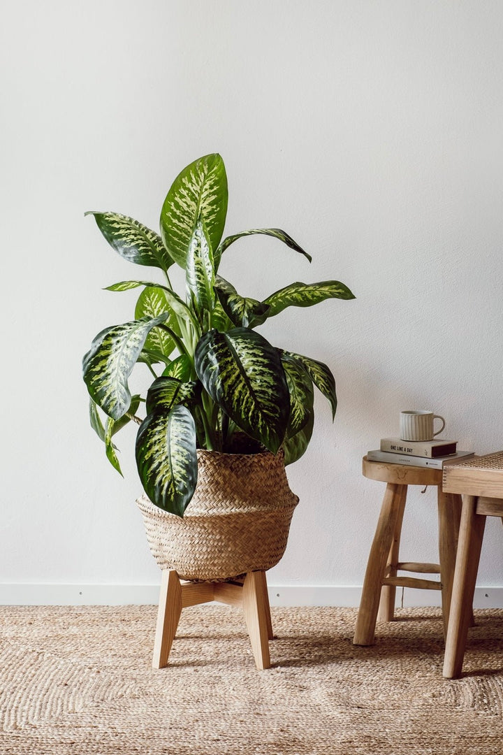 Eine grünblättrige Dieffenbachia Reeva von Viva tu Casa, eine pflegeleichte Büropflanze, steht in einem geflochtenen Korb auf einem Holzständer vor einer weißen Wand. Daneben steht ein Holzhocker mit zwei Büchern und einer Tasse. Auf dem Boden liegt ein Naturfaserteppich.