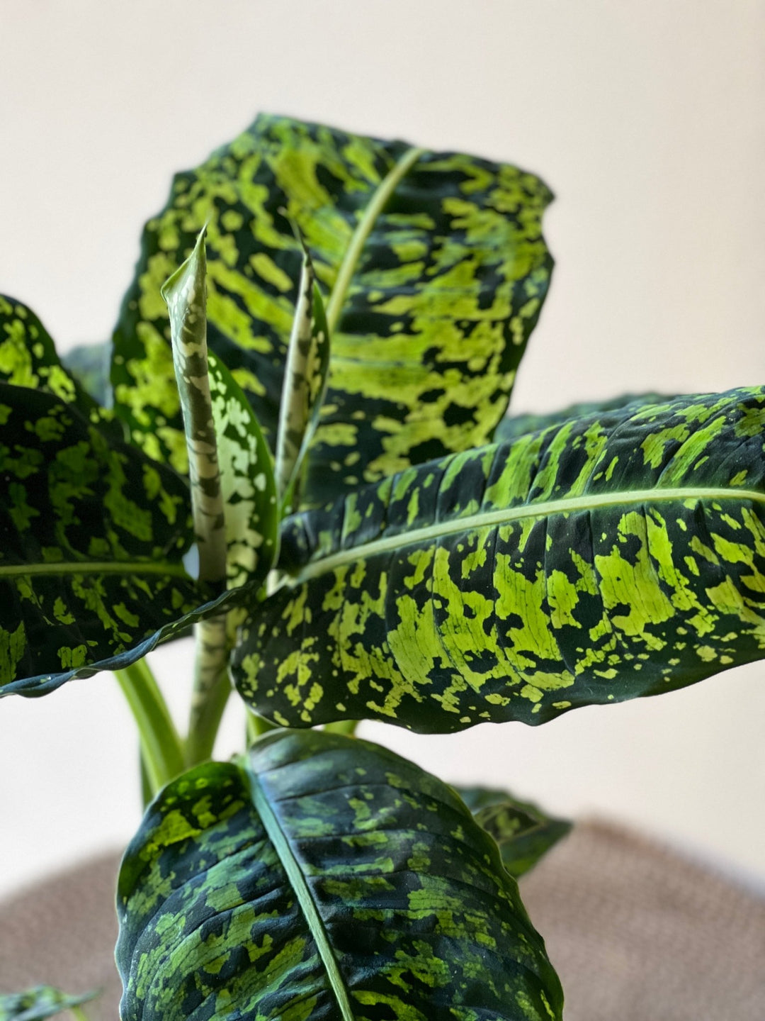 Dieffenbachia Reflector