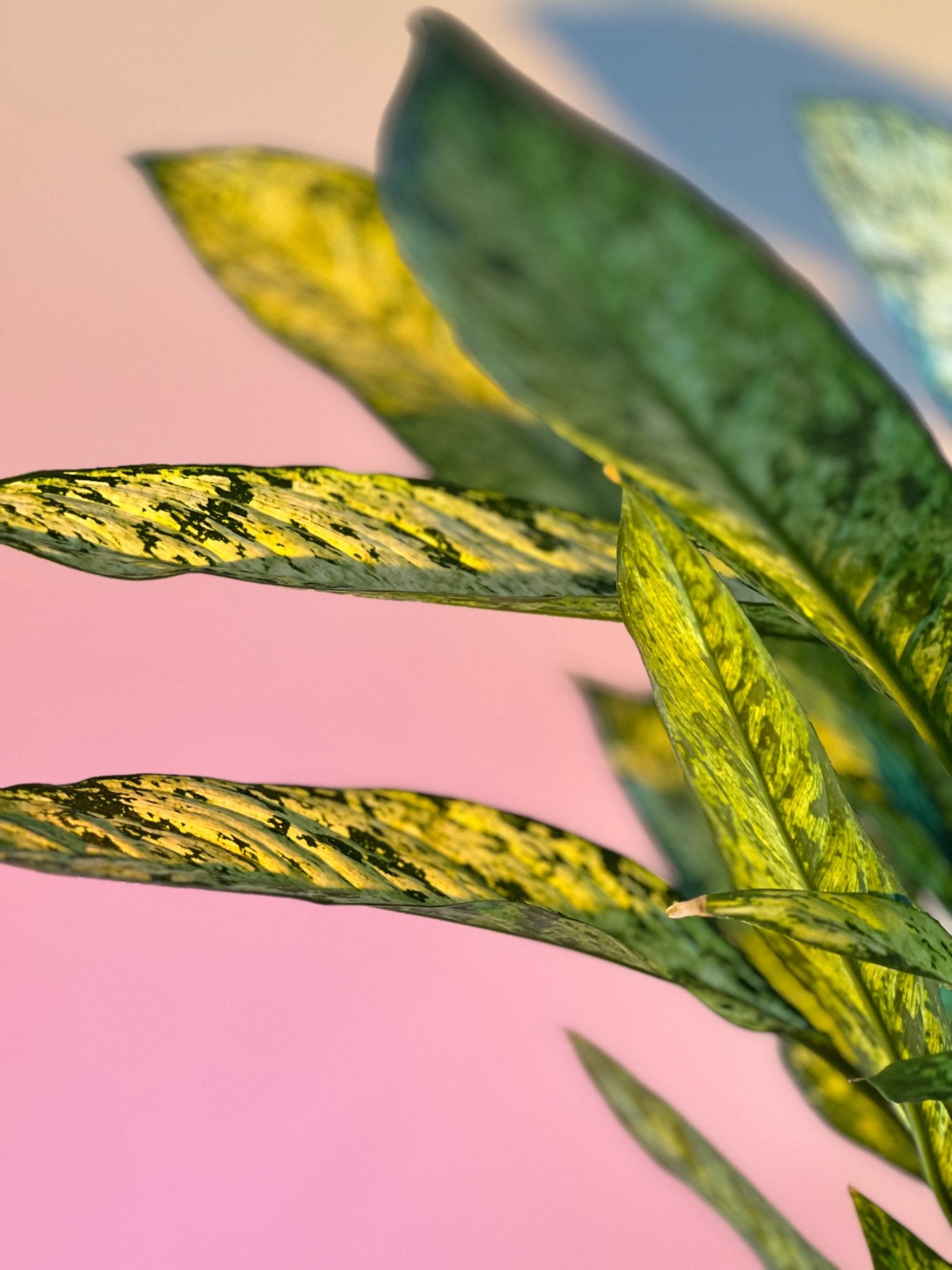 Dieffenbachia Vesuvius