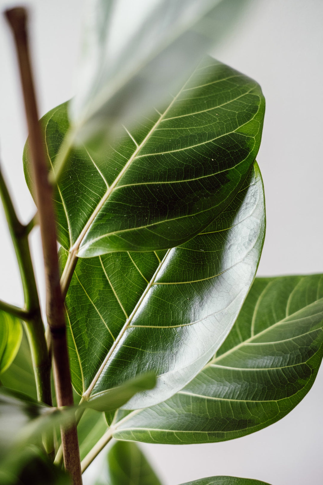 Ficus Altissima Yellow