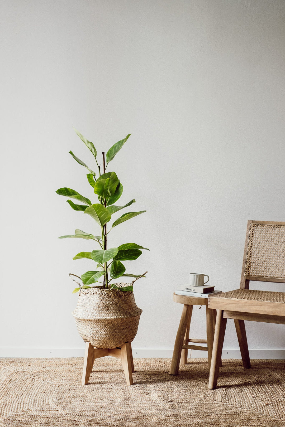 Ficus Altissima Yellow