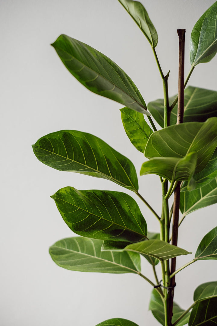 Ficus Altissima Yellow