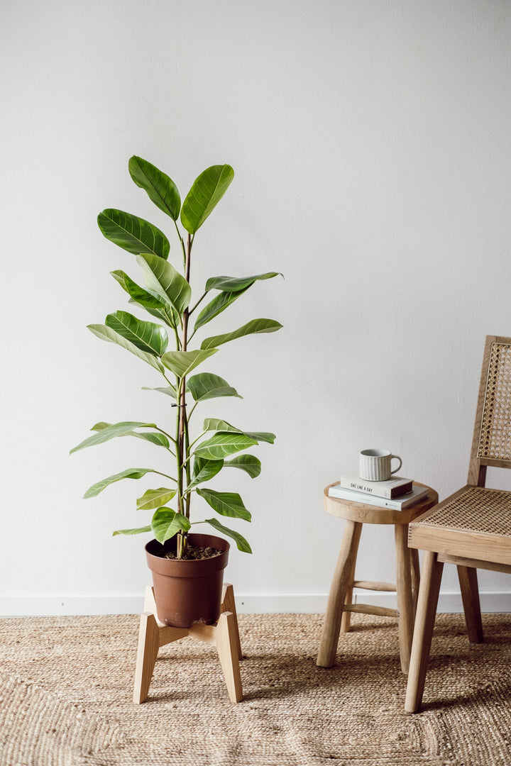 Eine Ficus Altissima Yellow – Exotische Pflanze von Viva tu Casa mit ihren großen grünen Blättern steht auf einem Holzständer neben einem geflochtenen Stuhl. Rechts daneben steht ein kleiner Holzhocker, auf dem ein Stapel Bücher und eine graue Tasse stehen. Dieses pflegeleichte Zimmerpflanzen-Arrangement steht vor einer weißen Wand auf einem gewebten Teppich.