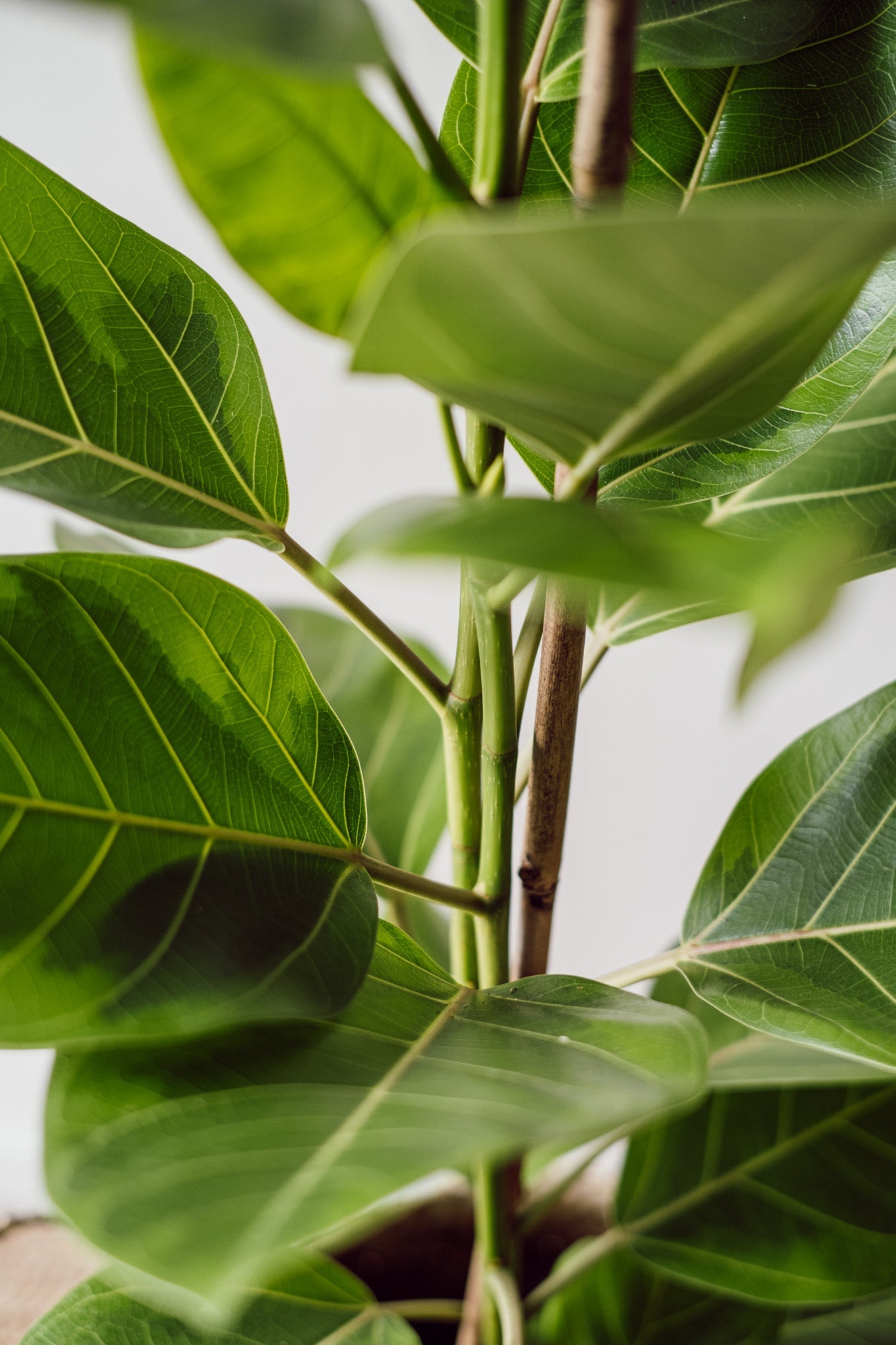 Ficus Altissima Yellow