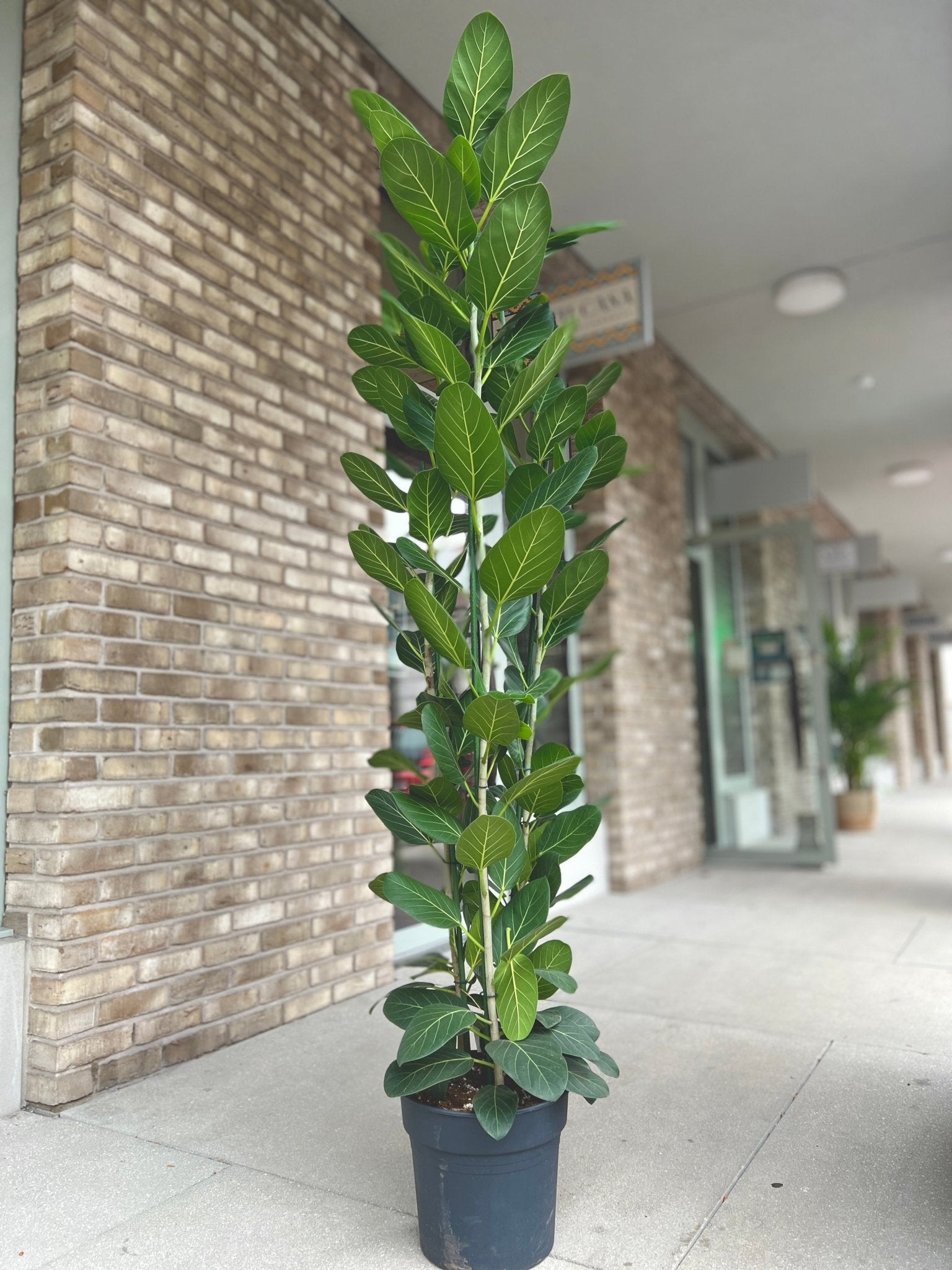 Ficus Benghalensis Audrey - Banyan - XXL Pflanze