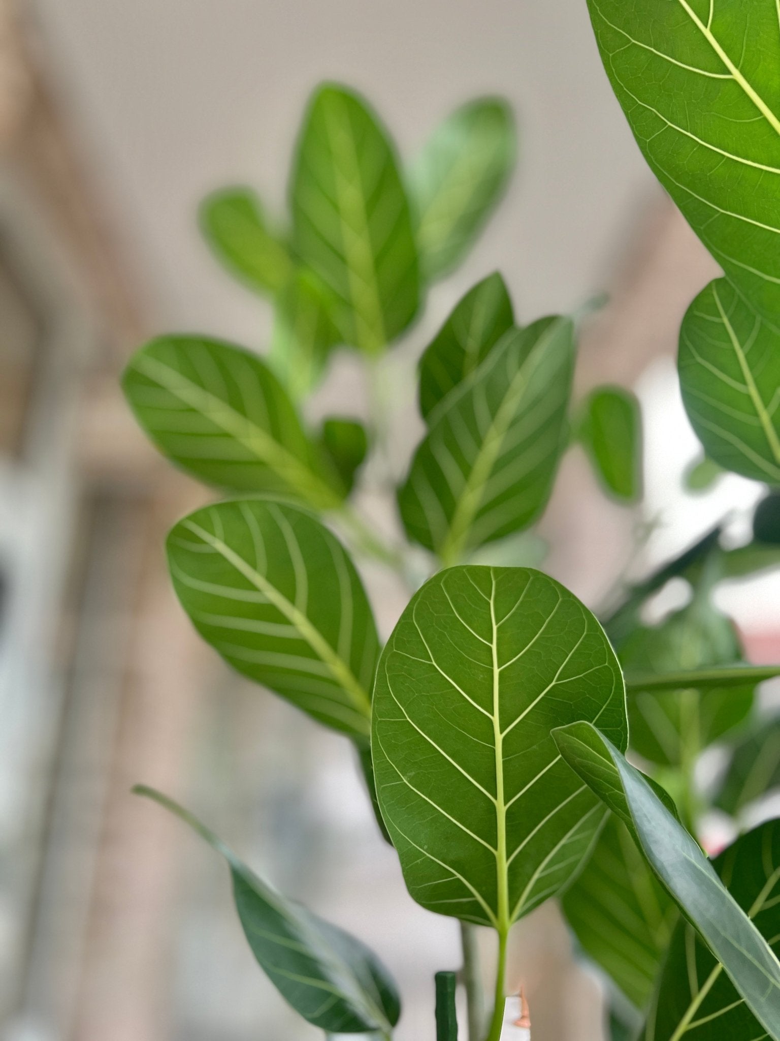 Ficus Benghalensis Audrey - Banyan - XXL Pflanze