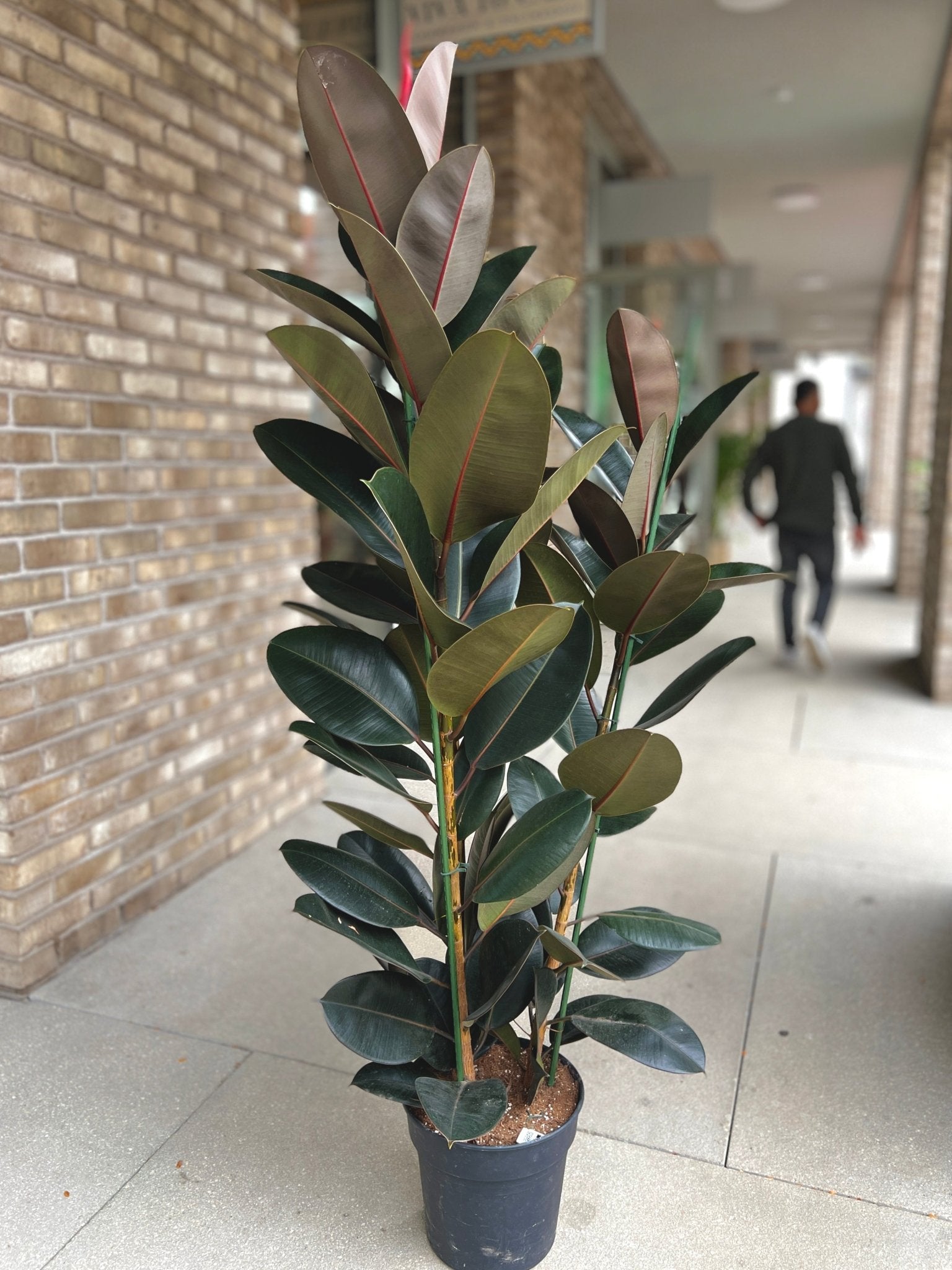 Ficus Elastica Abijan XXL Pflanze