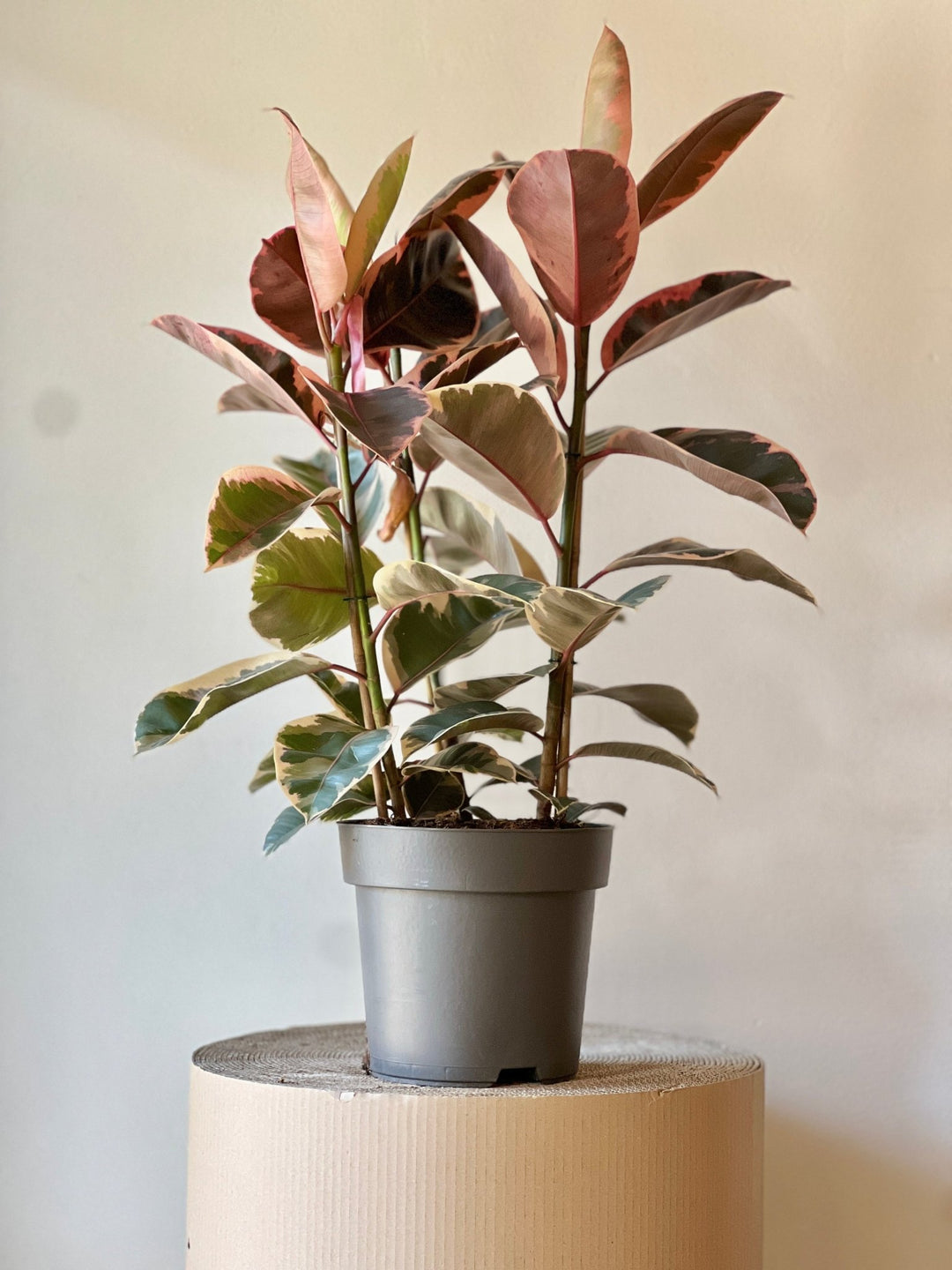 Eine Ficus Elastica Belize – Mittlere Pflanze von Viva tu Casa mit rosa, grün und weiß bunten Blättern steht in einem grauen Topf auf einer zylindrischen Oberfläche vor einem schlichten hellen Hintergrund.