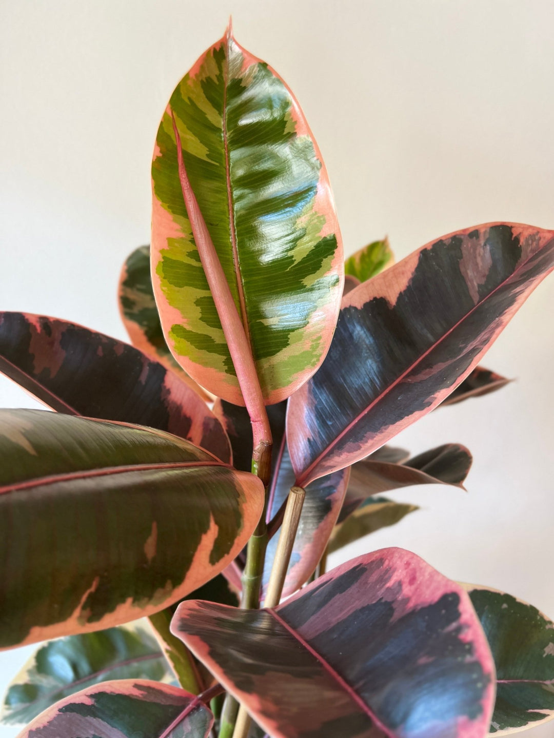 Ficus Elastica Belize