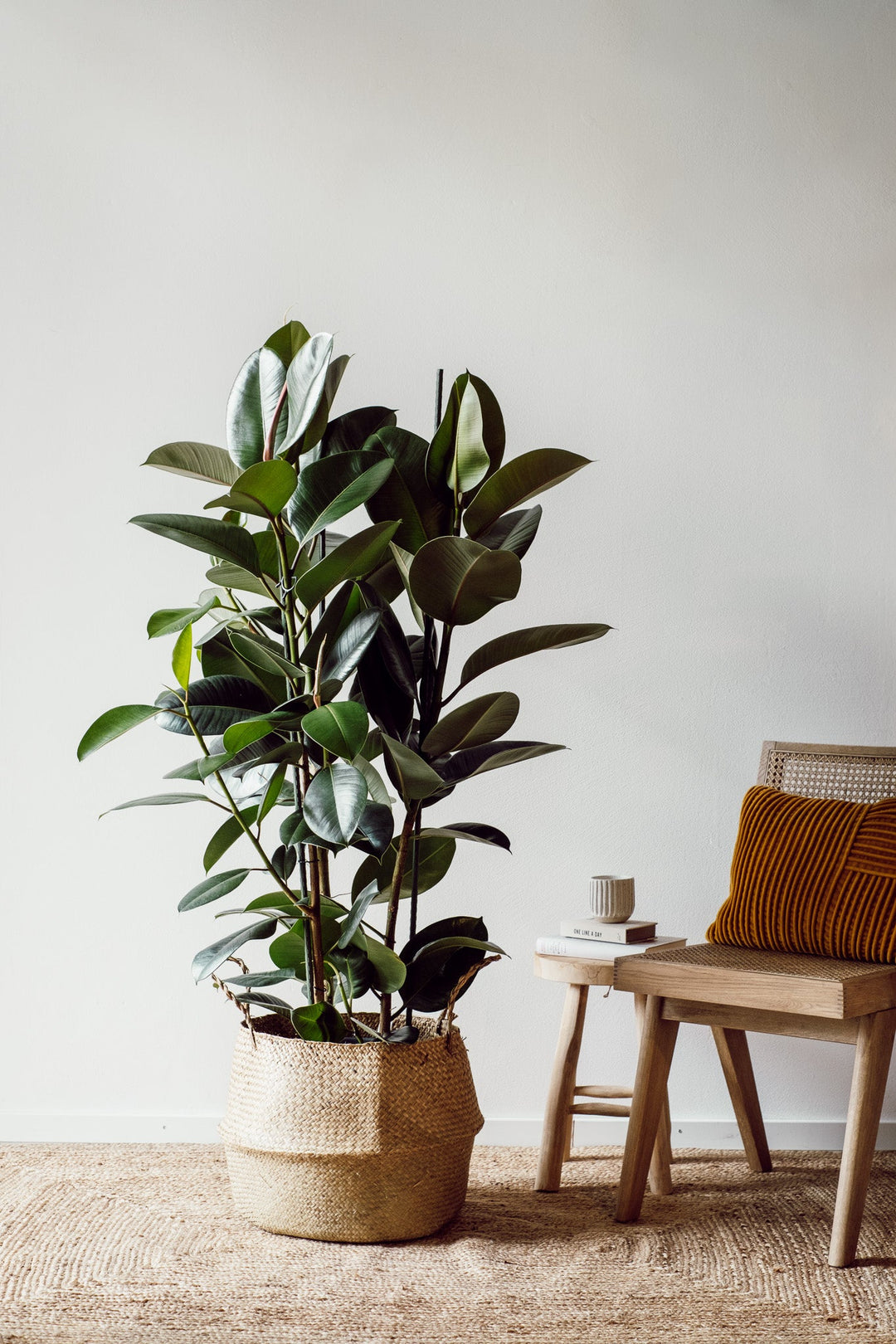 Der XXL Ficus Elastica Robusta von Viva tu Casa, eine beliebte Wahl unter Zimmerpflanzenliebhabern, steht elegant in einem geflochtenen Korb neben einem Holzstuhl mit braunem Kissen in dem minimalistischen Raum mit beigen Wänden und Teppich. Beachten Sie unbedingt die Pflegetipps, um seine Vitalität und Gesundheit zu erhalten.