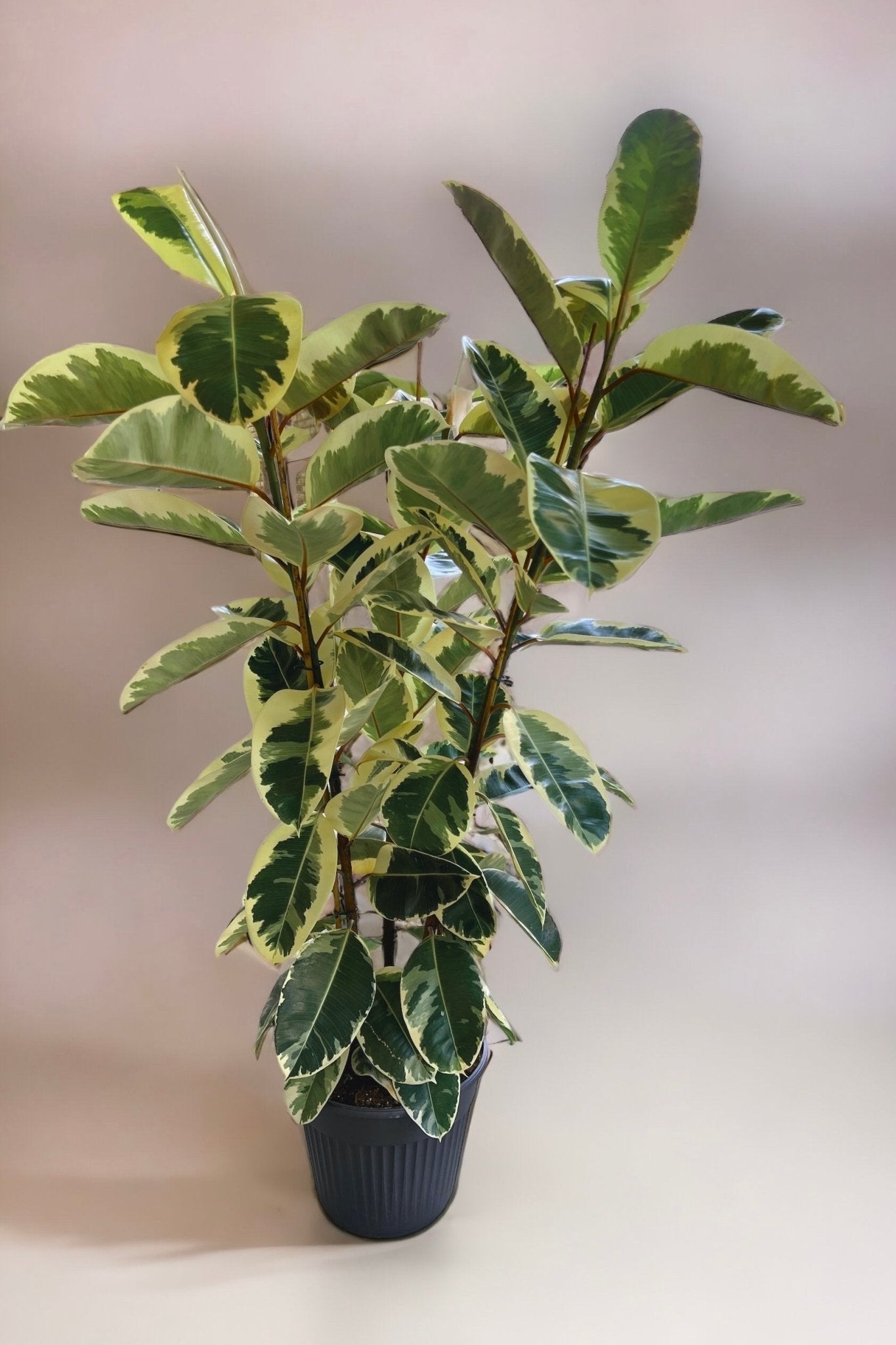 Ficus Elastica Tineke XXL Pflanze