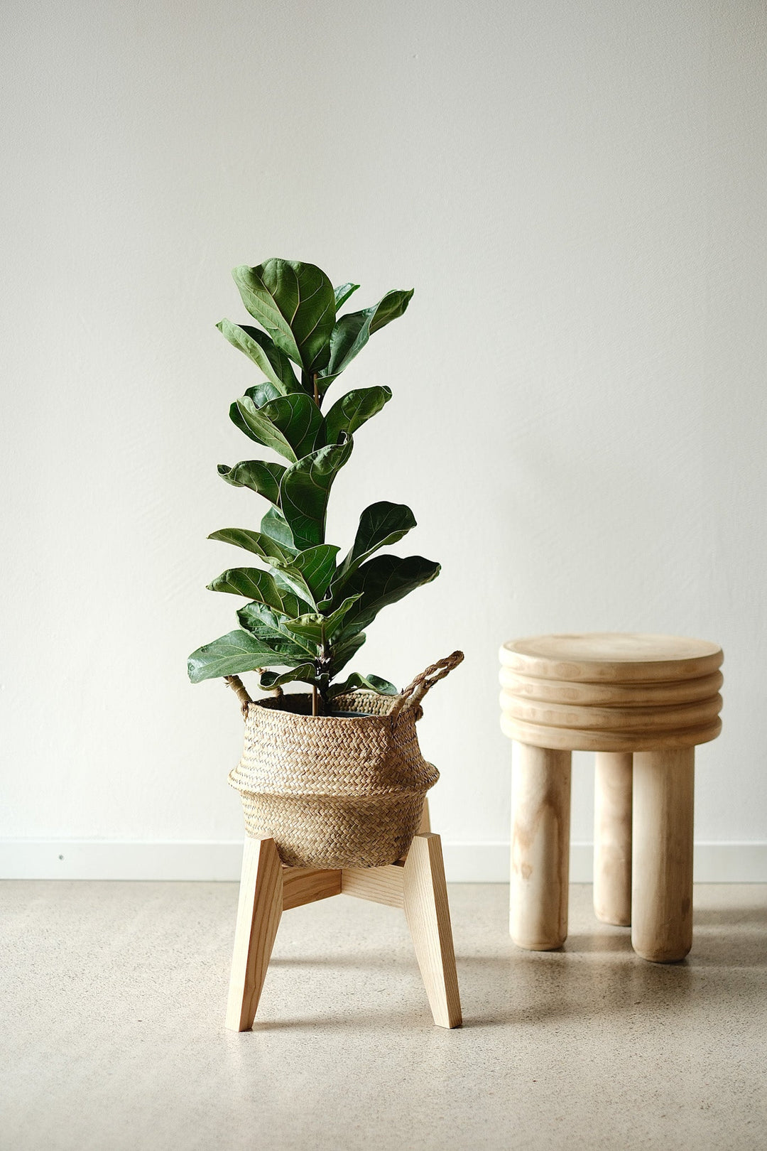 Ein üppiger Ficus Lyrata Bambino, eine kompakte Zimmerpflanze von Viva tu Casa, sitzt in einem geflochtenen Korb auf einem Holzständer. Rechts davon lehnt ein kleiner dreibeiniger Holzhocker an einer hellen Wand auf dem polierten Boden – ein einladender Platz für Pflanzenpflege und Pflegetipps.