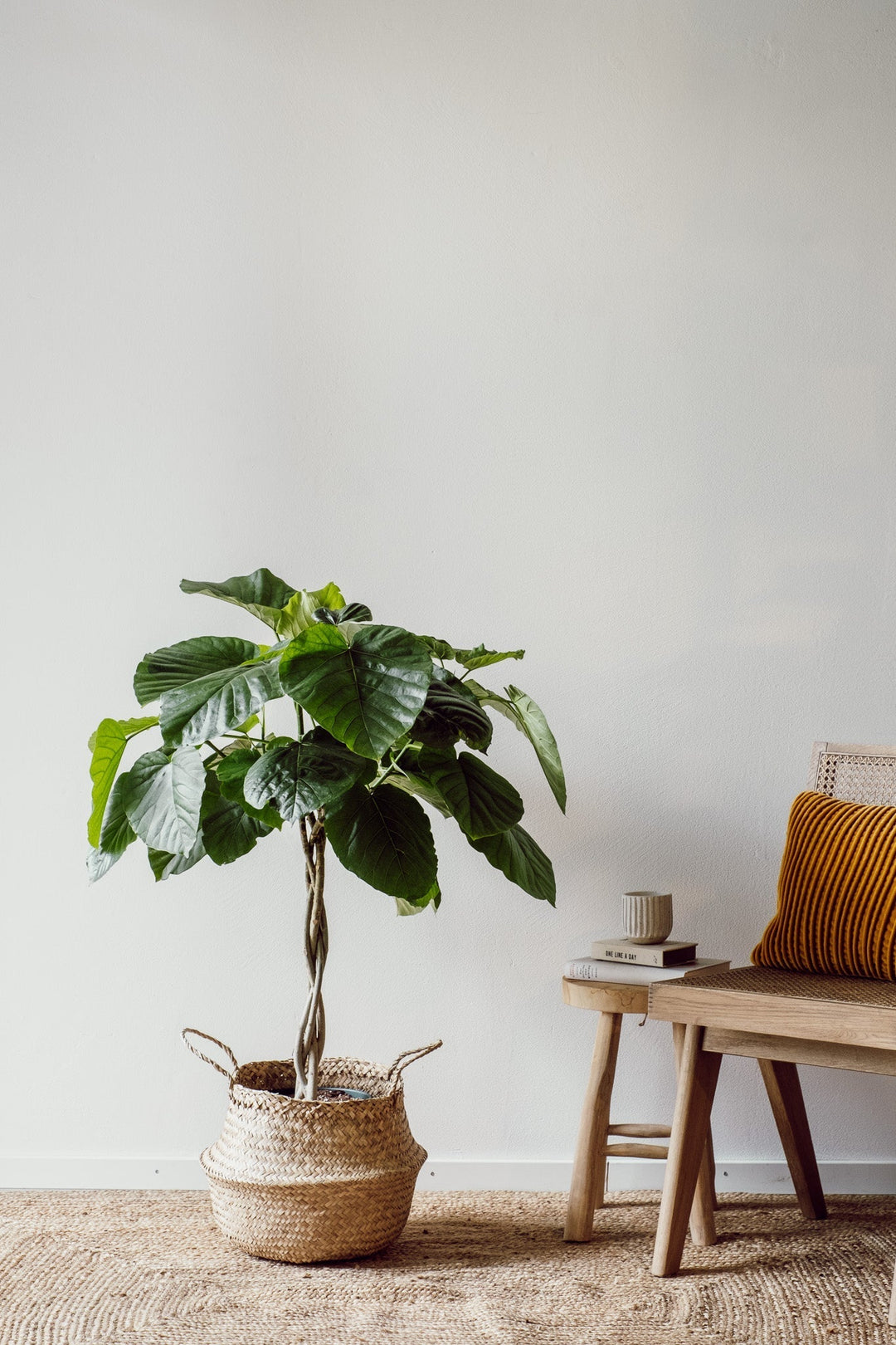 Ein Ficus Umbellata von Viva tu Casa, bekannt als auffällige Zimmerpflanze, ruht in einem geflochtenen Korb auf einem passenden Teppich vor einer minimalistischen hellen Wand. Daneben steht eine Holzbank mit einem orangefarbenen Kissen, auf der ein Stapel Bücher und eine Tasse liegen. Der perfekte Ort, um Pflegetipps für Ihren Ficus zu genießen.