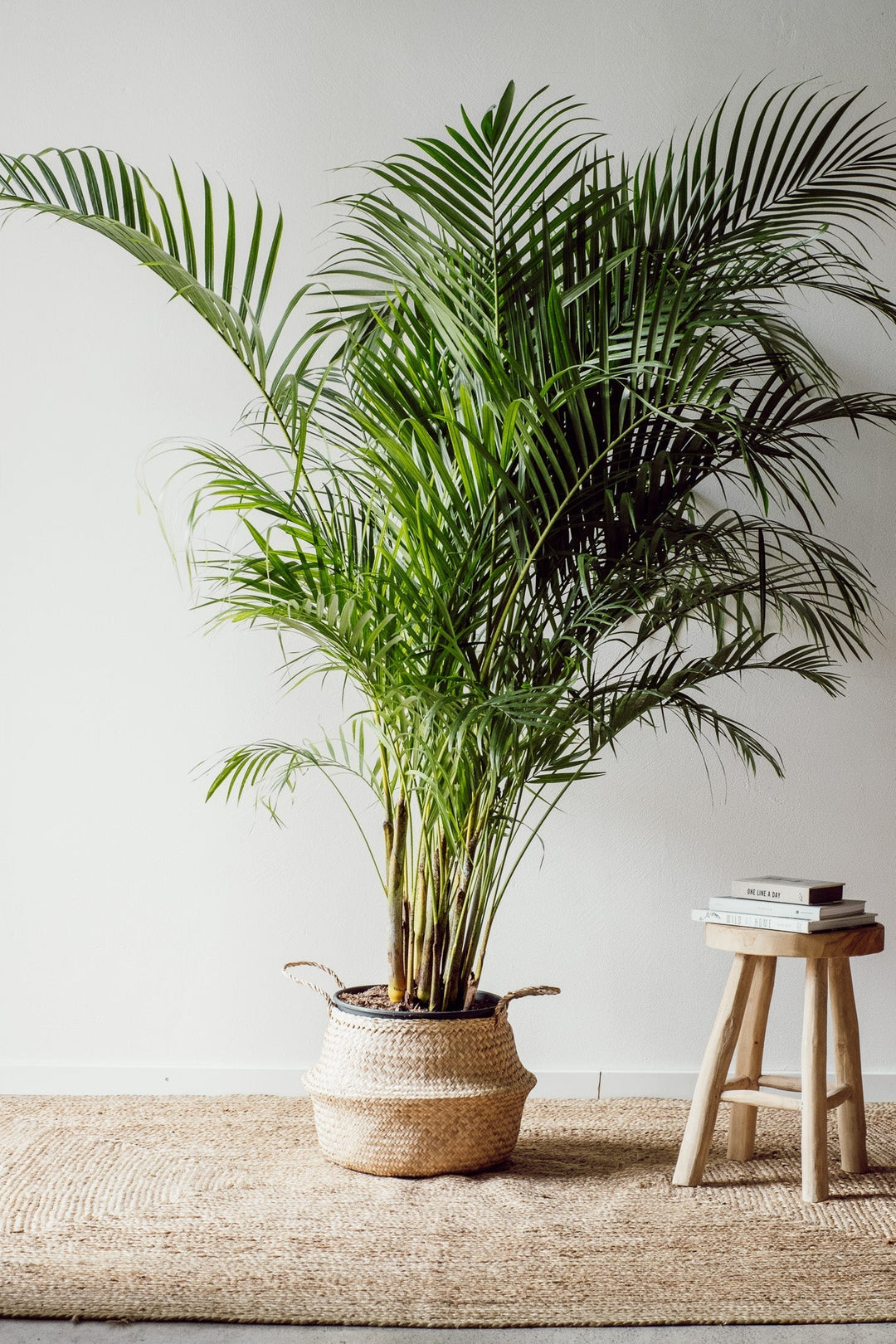 Eine 160 cm große Goldfruchtpalme Dypsis „Areca“ von Viva tu Casa, in einem geflochtenen Korb untergebracht, gedeiht dank der hohen Luftfeuchtigkeit des Raumes auf einem Naturfaserteppich. In der Nähe steht ein kleiner Holzhocker mit einem Stapel Bücher, während die schlichte weiße Wandkulisse die schlichte und ruhige Atmosphäre verstärkt.