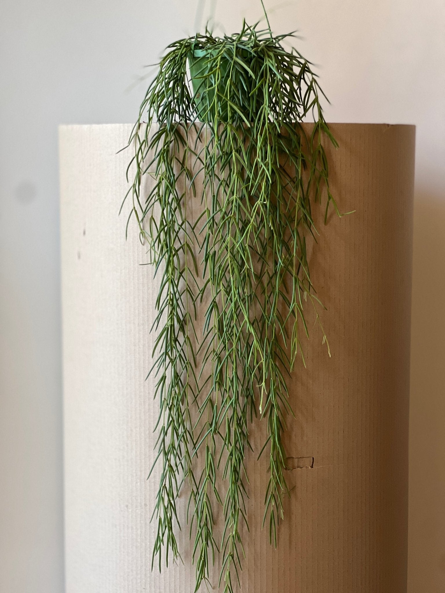 Hoya Linearis Hängepflanze