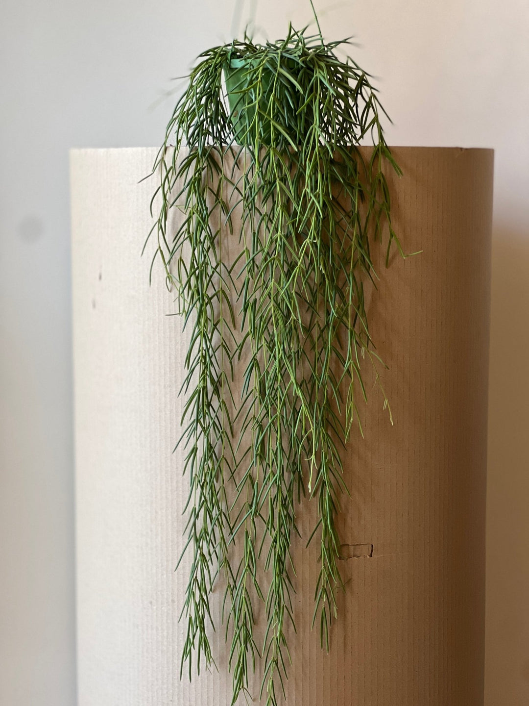 Eine üppige Hoya Linearis - Hängepflanze mit zarten Blüten von Viva tu Casa hat lange, dünne grüne Blätter, die anmutig über eine hohe, zylindrische, beige Oberfläche herabhängen und so ein elegantes und natürliches Bild ergeben. Bitte beachten Sie, dass diese schöne Pflanze leicht giftig ist und vorsichtig von Haustieren oder Kindern ferngehalten werden sollte.