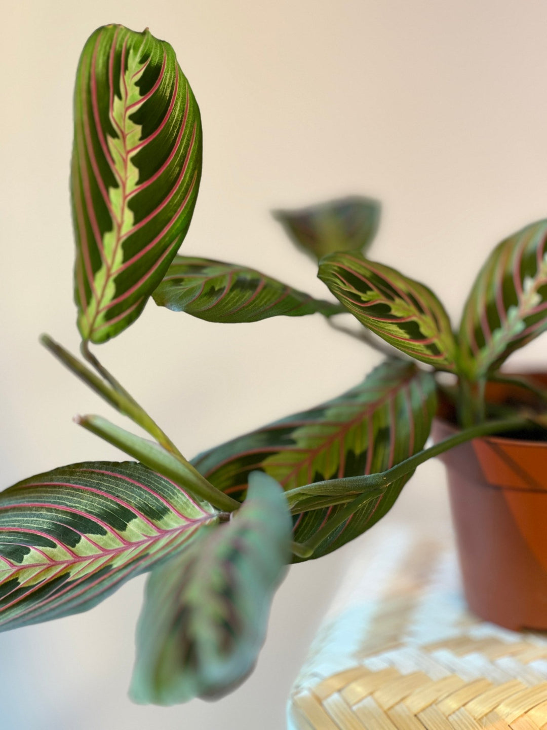 Maranta