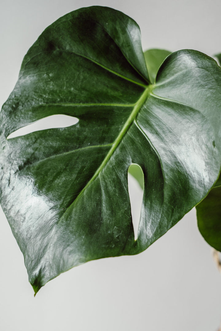 Monstera