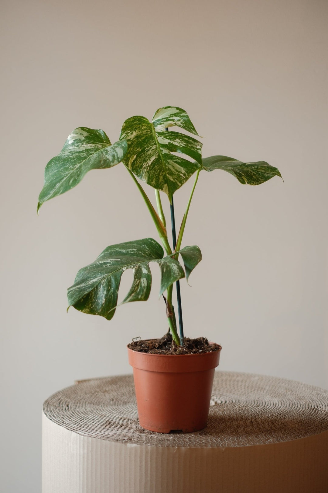 Eine eingetopfte Monstera Variegata - Seltene Pflanze von Viva tu Casa mit großen, bunten Blättern steht auf einer runden, strukturierten Oberfläche vor einem schlichten Hintergrund und gedeiht bei indirektem Licht und optimaler Luftfeuchtigkeit.