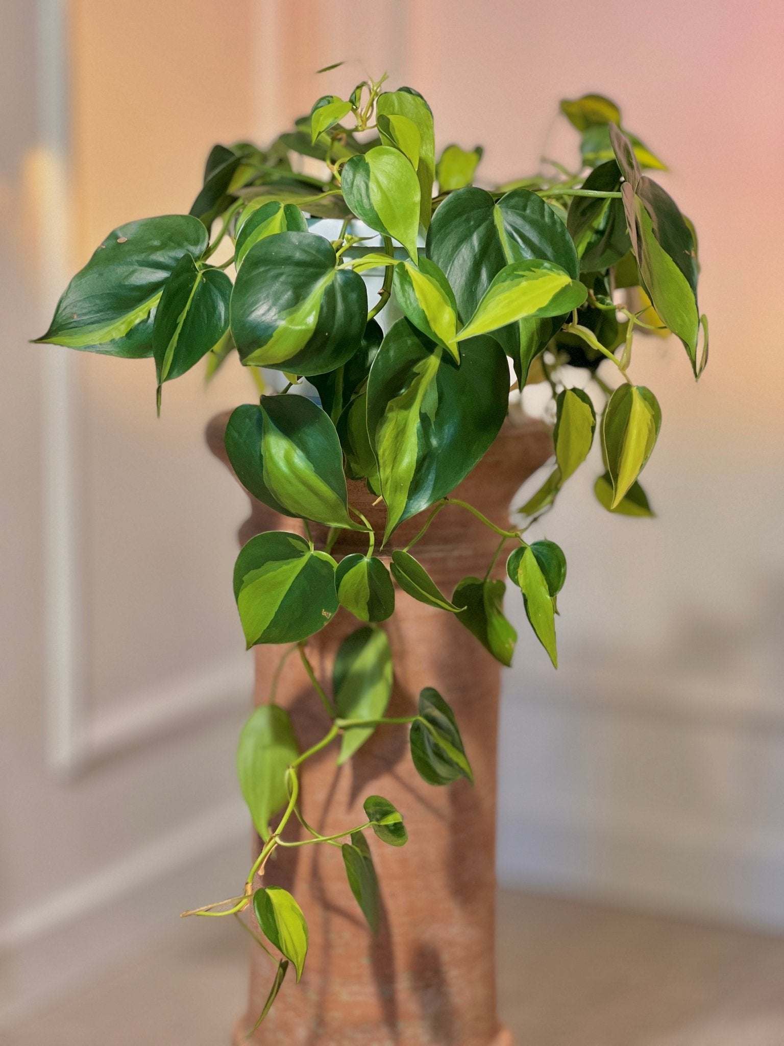 Philodendron Brasil