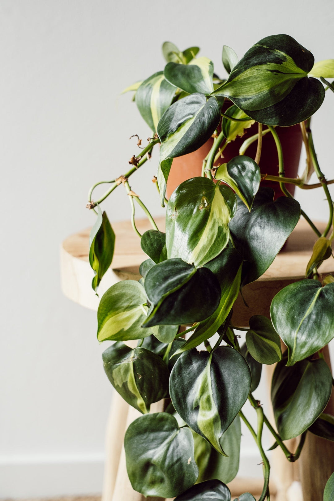 Eine Philodendron Brasil - L Pflanze von Viva tu Casa mit ihren langen herabhängenden Ranken und herzförmigen grünen Blättern steht auf einem Holztisch. Ihre bunten Grüntöne verleihen dem hellen Hintergrund Struktur und Kontrast. Bedenken Sie, dass diese Pflanze giftig sein kann, gehen Sie also vorsichtig damit um!